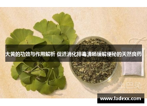 大黄的功效与作用解析 促进消化排毒清肠缓解便秘的天然良药